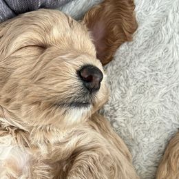 Goldendoodles from Bailey’s Goldendoodles