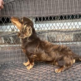 Potter - Dachshund