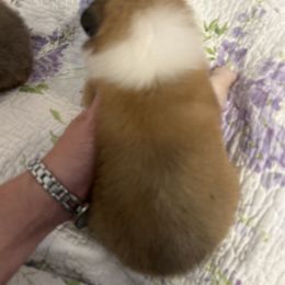 Little lass - Sable female Collie puppy in Abilene, Texas from Regal Lassie's