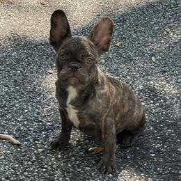 Chunka - Brindle male French Bulldog puppy in Saucier, Mississippi from Mississippi Sound Frenchies