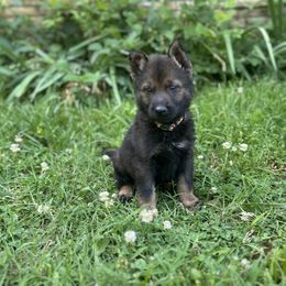 Drax - male German Shepherd puppy in Dewy, Oklahoma from Great North Kennels