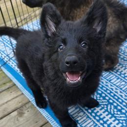 Pink collar - Black female German Shepherd puppy in Oscoda, Michigan from Sstar