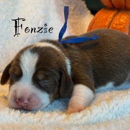 Fonzie - Brown white and tan male Beagle puppy in Rogersville, Missouri from Hales Little Beagle Haven
