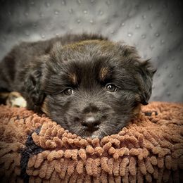 Hedwig - Black tri-color female Australian Shepherd puppy in Smithfield, Utah from C&C Ranch