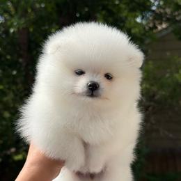 Girl 1 - White female Pomeranian puppy in Denver, Colorado from Diana's Pomeranians