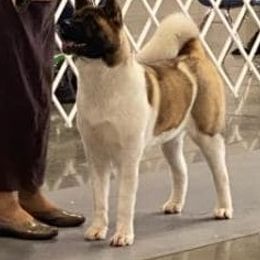 Akita All Grown Up from DeZaVu Akitas