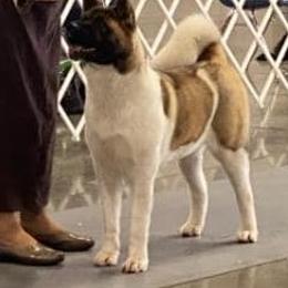 Akita All Grown Up from DeZaVu Akitas