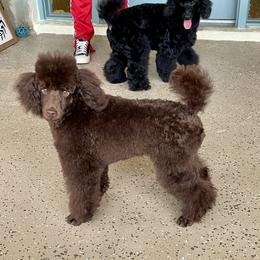 PRINCE - Brown male Poodle puppy in Summerfield, Florida from Honor Havanese
