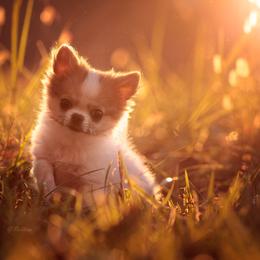 Chihuahua Puppies from DiLusso Chihuahuas