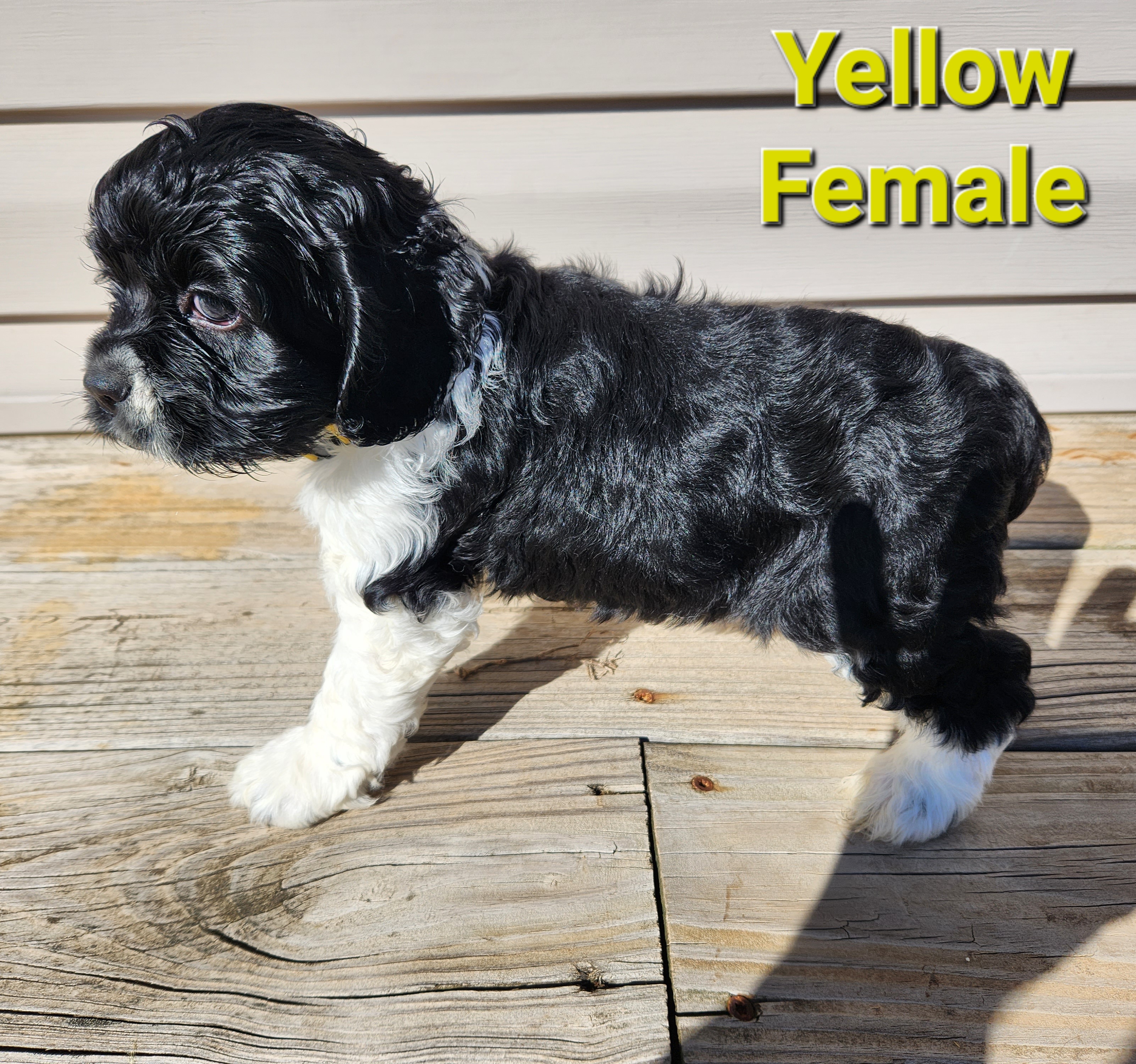 Cocker Spaniel Puppies from Spring Hollow Cocker Spaniels
