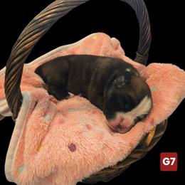 Girl 7 - female Boxer puppy in Leland, North Carolina from Ocean Breeze Boxers