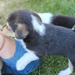 Pembroke Welsh Corgi Puppies from Enchanted Corgis