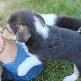 Pembroke Welsh Corgi Puppies from Enchanted Corgis