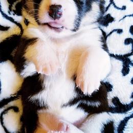 American Corgi and Pembroke Welsh Corgi Puppies from Whimsical Treasure Corgis
