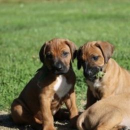 Rhodesian Ridgeback Puppies from Cape Ridge Rhodesian Ridgebacks