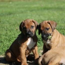 Rhodesian Ridgeback Puppies from Cape Ridge Rhodesian Ridgebacks