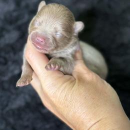 ARMANI - Lavender male Pomeranian puppy in Kingwood, Texas from Treasured Jewels Pomeranians