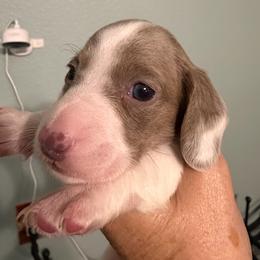 Pluto - Piebald male Dachshund puppy in Irving, Texas from DFW Dachshunds by G & S
