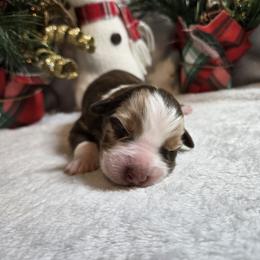 Cocoa - Red merle female Australian Shepherd puppy in Peach Bottom, Pennsylvania from Arcadia Australian Shepherds