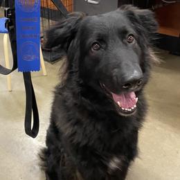 Shiloh Shepherd puppies from Super Nova Shilohs