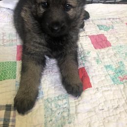German Shepherd Puppies from Alte Schule Shepherds