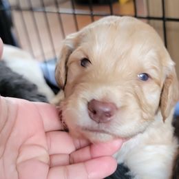 Boy 2 - Apricot Goldendoodle puppy in Orlando, Florida from Rae's Littles
