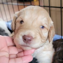 Boy 2 - Apricot Goldendoodle puppy in Orlando, Florida from Rae's Littles