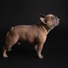 Dutton - French Bulldog