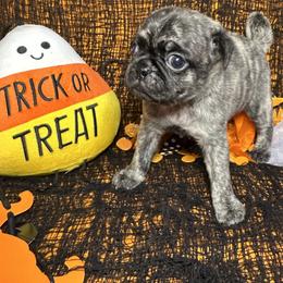 Brindle Boy (blue toe) - Brindle male Pug puppy in Tulsa, Oklahoma from Locust Creek Pugs