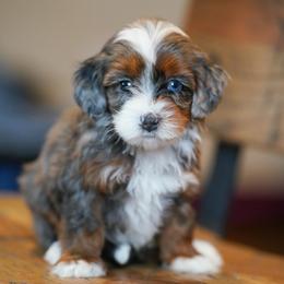 Trinity - Merle female Bernedoodle puppy in Dundee, Ohio from Down Home Doodle