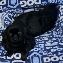 Izzy - Pekingese