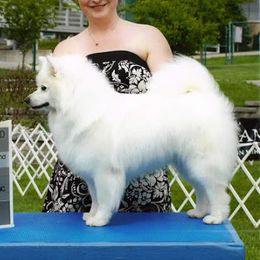 American Eskimo Dogs from HH Farms