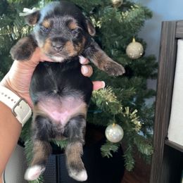 Girl 1 - Black and tan female Yorkshire Terrier puppy in Richland County, South Carolina from Nesha's Pawrific Tails