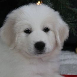 Great Pyrenees Puppies from Imac Great Pyrenees