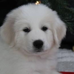 Great Pyrenees Puppies from Imac Great Pyrenees