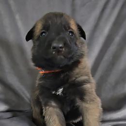 Echo's Orange - Mahogany male Belgian Malinois puppy in Berry, Alabama from North River k9