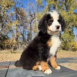 Big Tricolor Girl- Cricket - Tri-color female Bernedoodle puppy in Sioux Falls, South Dakota from WhiskeyCreek Doodles