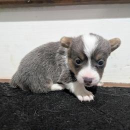 Bolt - Blue male Pembroke Welsh Corgi puppy in Brandon, Mississippi from Jenny May’s Corgis