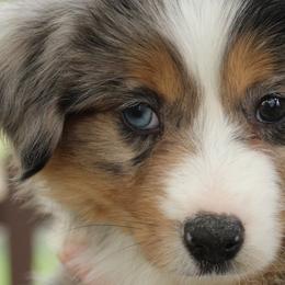 BMF - Blue merle female Miniature American Shepherd puppy in Elgin, Oregon from LongMile Aussies