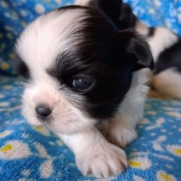 Milky - Black and white female Shih Tzu puppy in Memphis, Tennessee from Lady and the Tramp