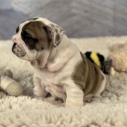 Bulldog Puppies from Sweet Rolls