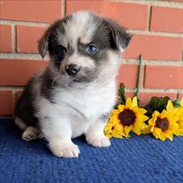 Joanie - Blue merle and white female American Corgi puppy in Shawnee, Oklahoma from Sunray Ranch