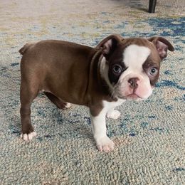 Boston Terriers from Eastview Boston Terriers