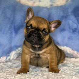 Reed Richards - Fawn male French Bulldog puppy in Hollis, New Hampshire from Big Sky Frenchies