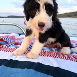 Cole - Black and white male Sheepadoodle puppy in Chattanooga, Tennessee from River City Doodles TN