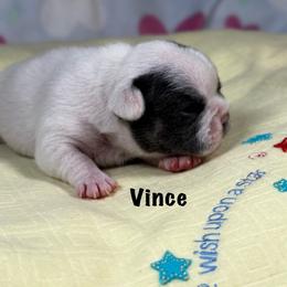 Vince - Tricolors male French Bulldog puppy in Courtland, Alabama from Ponderosa Frenchies and Cavapoo’s