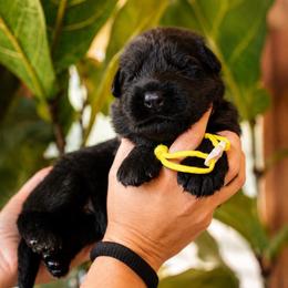 Azula - Black female German Shepherd puppy in Canton, Texas from WILDWOOD GERMAN SHEPHERDS