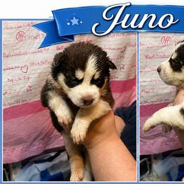 Juno - Red and white male Siberian Husky puppy in Lakeland, Florida from Ice Blue Legacy Siberians Huskies