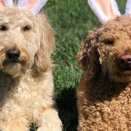 Goldendoodles from Bunker Doodles