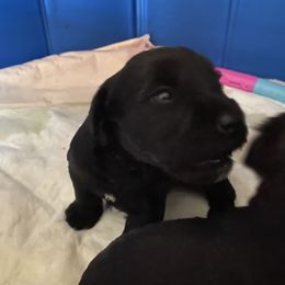 Miniature Schnauzer and Poodle Puppies from Bits & Bytes Farm
